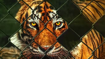 AA Films picks up Warren Pereira’s award winning conservation documentary Tiger 24 for theatrical distribution