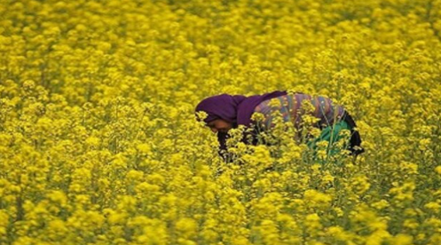 Interview| GM fundamentalists can’t even give one valid argument, says SJM's Ashwani Mahajan Interview| GM fundamentalists can’t even give one valid argument, says SJM's Ashwani Mahajan