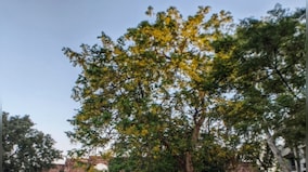 Delhi air pollution: Can afforestation help cleanse world's most polluted city?