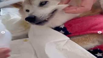 Viral: Shiba Inu behind Doge meme diagnosed with chronic lymphoma leukemia and liver disease