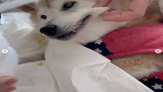 Viral: Shiba Inu behind Doge meme diagnosed with chronic lymphoma leukemia and liver disease Viral: Shiba Inu behind Doge meme diagnosed with chronic lymphoma leukemia and liver disease