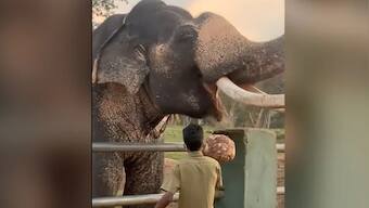 IAS officer shares video of how breakfast is prepared for elephants at Tamil Nadu reserve