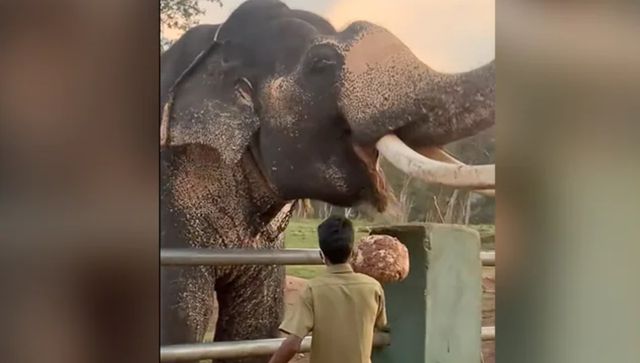 IAS officer shares video of how breakfast is prepared for elephants at Tamil Nadu reserve IAS officer shares video of how breakfast is prepared for elephants at Tamil Nadu reserve