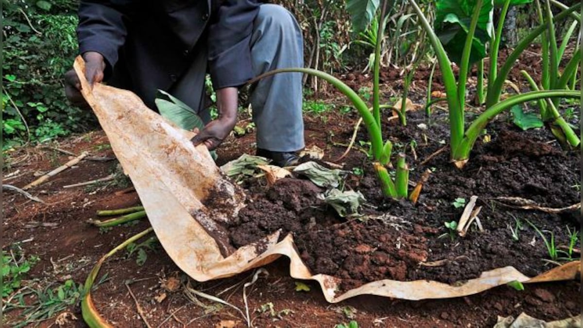 Soil restoration: Key to increase productivity and farmers’ prosperity