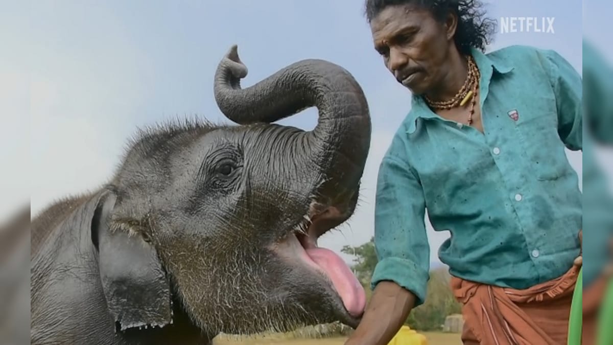 The Elephant Whisperers review: A moving love story about the power of community