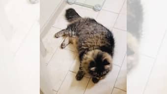 Cute cat plays 'door hockey' with owner every day, viral video amuses internet