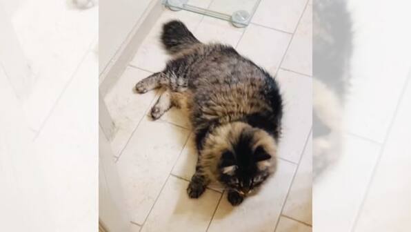 Cute cat plays 'door hockey' with owner every day, viral video amuses internet