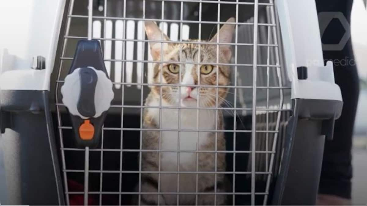 England take World Cup mascot Dave home, cat welcomed by No. 10's chief ...