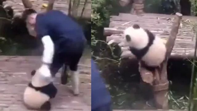 Watch: Panda seeking attention playfully follows caretaker; adorable video awes internet Watch: Panda seeking attention playfully follows caretaker; adorable video awes internet