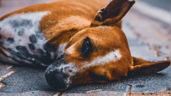 UK: Animal shelters 'overwhelmed' as people abandoning pets amid living crisis
