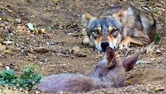 Fearless fighters of jungle are caught in a battle for survival