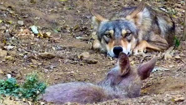 Fearless fighters of jungle are caught in a battle for survival
