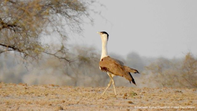 Supreme Court wants to save the Great Indian Bustard: How the bird became critically endangered Supreme Court wants to save the Great Indian Bustard: How the bird became critically endangered