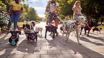 Watch: New Guinness World Record for conga line set by 14 dogs, internet calls video 'wholesome'