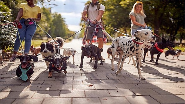 Watch: New Guinness World Record for conga line set by 14 dogs, internet calls video 'wholesome'