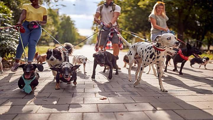 Dog tales: What drove the creation of modern canine breeds?