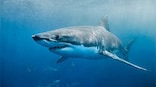 Explained: Steven Spielberg's regret over 'Jaws' and the decimation of shark population