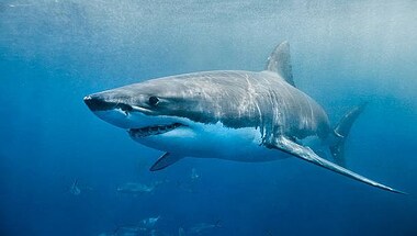 Explained: Steven Spielberg's regret over 'Jaws' and the decimation of shark population