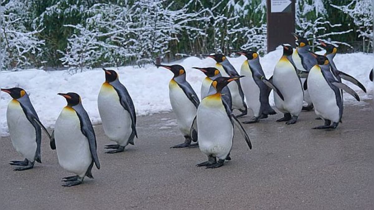 First hunters, now climate change: The many threats facing king penguins