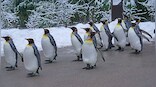 First hunters, now climate change: The many threats facing king penguins