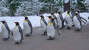 First hunters, now climate change: The many threats facing king penguins