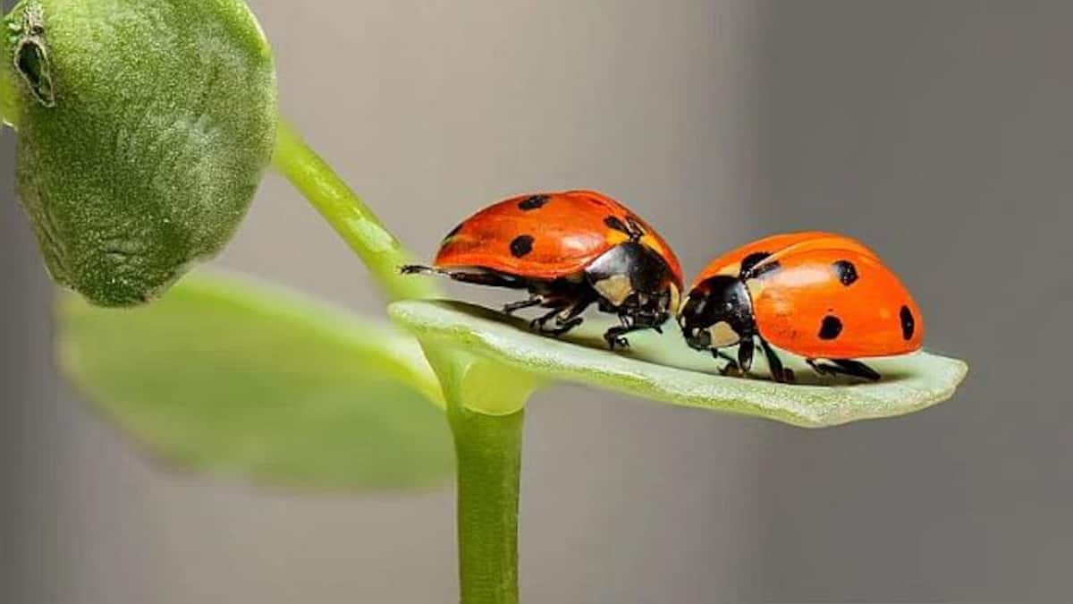 Insects feel pain: What this means for animal welfare laws – Firstpost