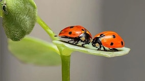 Insects feel pain: What this means for animal welfare laws