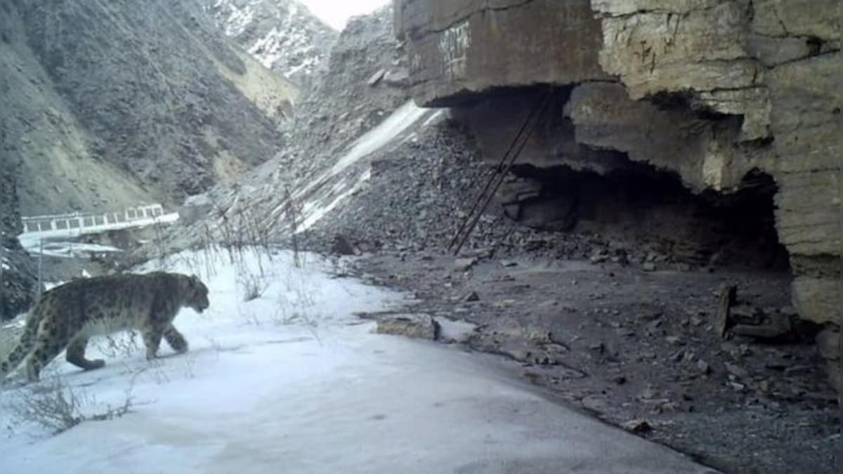 Researcher captures rare snow leopard on camera in Gangotri National Park