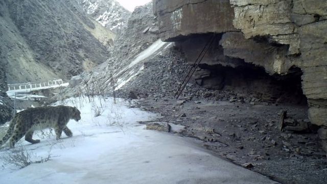 Researcher captures rare snow leopard on camera in Gangotri National Park Researcher captures rare snow leopard on camera in Gangotri National Park