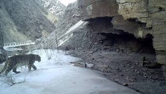 Researcher captures rare snow leopard on camera in Gangotri National Park
