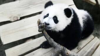Fan Xing, Netherlands’ first male giant panda turns out to be female