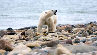 On Thin Ice: Why the polar bear population in Canada is dwindling rapidly