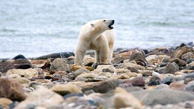 On Thin Ice: Why the polar bear population in Canada is dwindling rapidly