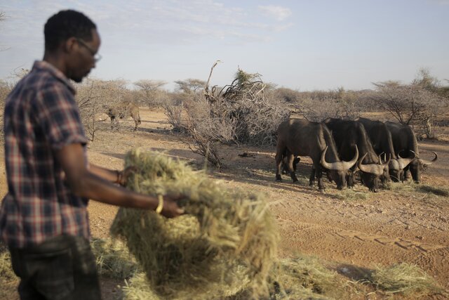 COP15 climate summit: Officials talk biodiversity as drought stunts Kenya wildlife COP15 climate summit: Officials talk biodiversity as drought stunts Kenya wildlife
