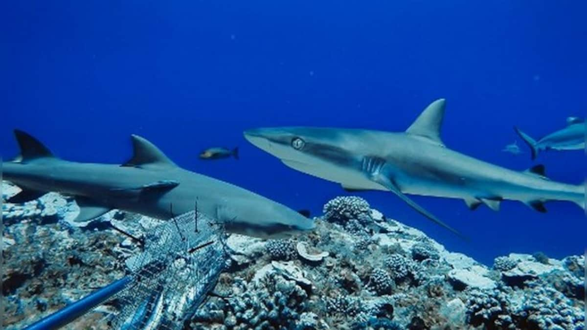 Role of reef sharks 'cannot be replaced', says study as most risk extinction