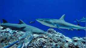 Role of reef sharks 'cannot be replaced', says study as most risk extinction