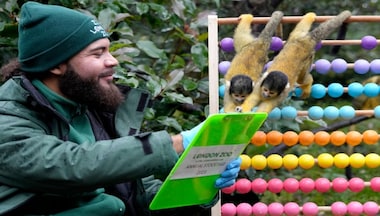 Counting was Never More Fun: London zookeepers get cameras ready for their annual stocktake