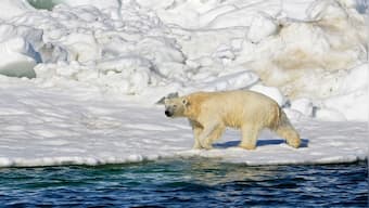 Polar bear attack leaves woman and boy dead in remote Alaksa village