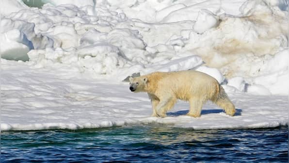 Polar bear attack leaves woman and boy dead in remote Alaksa village