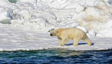 Polar bear attack leaves woman and boy dead in remote Alaksa village