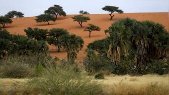 Sudan's prized gum trees ward off drought but workers are reluctant to take up trade