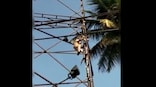 Karnataka Home Minister lauds traffic cop for saving bird’s life; here's how rescue took place