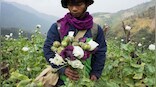 Myanmar opium cultivation has surged 33 per cent amid violence, says UN