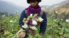 Myanmar opium cultivation has surged 33 per cent amid violence, says UN