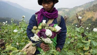 Myanmar opium cultivation has surged 33 per cent amid violence, says UN