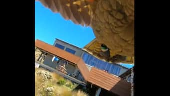 Watch: Parrot creates 'stunning' aerial video after stealing tourist family's GoPro in New Zealand