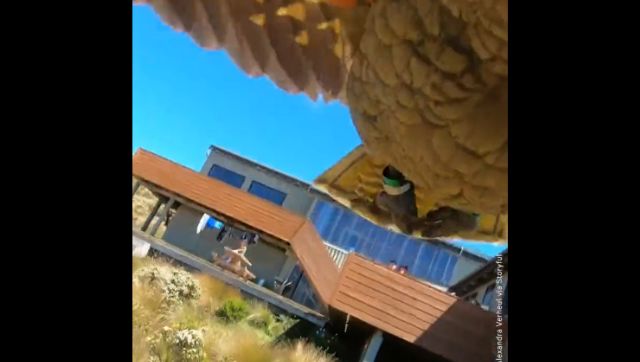 Watch: Parrot creates 'stunning' aerial video after stealing tourist family's GoPro in New Zealand Watch: Parrot creates 'stunning' aerial video after stealing tourist family's GoPro in New Zealand