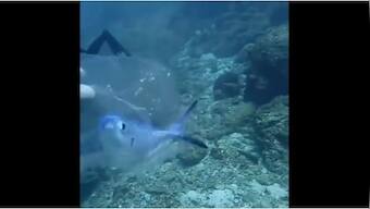 Viral video: Scuba diver rescues trapped fish from plastic bag under the ocean