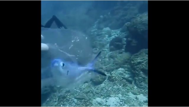 Viral video: Scuba diver rescues trapped fish from plastic bag under the ocean Viral video: Scuba diver rescues trapped fish from plastic bag under the ocean