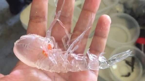 Extraordinary 'transparent' creature discovered from deep ocean; video goes viral
